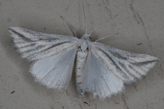 Argyrophora variabilis