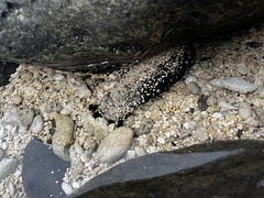 Holothuria atra
