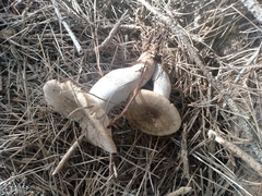 Russula