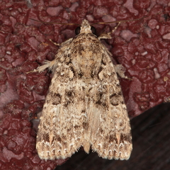 Callopistria latreillei