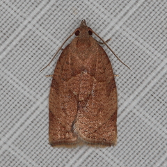 Choristoneura heliaspis