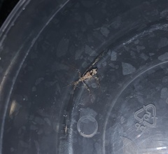 Stenolemus fraterculus