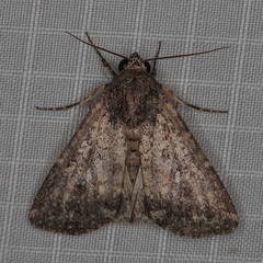 Condica capensis
