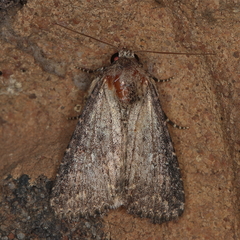 Condica capensis