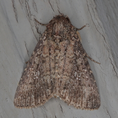 Condica capensis
