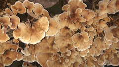 Podoscypha petalodes