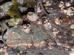 Semibalanus cariosus