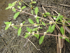 Alternanthera denticulata