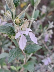 Teucrium fruticans