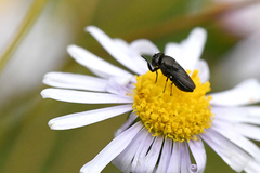 Discomyza