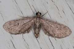 Eupithecia infelix