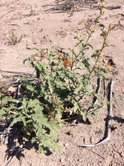 Sphaeralcea incana