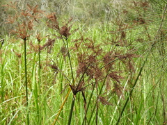 Cyperus exaltatus