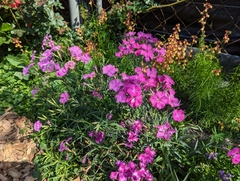 Dianthus palinensis