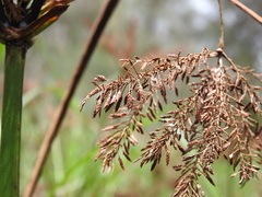 Cyperus exaltatus