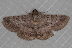 Polydesma umbricola