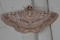 Polydesma umbricola