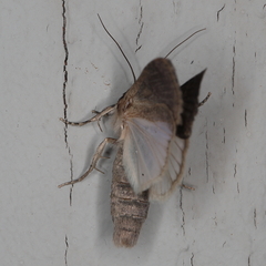Condica capensis