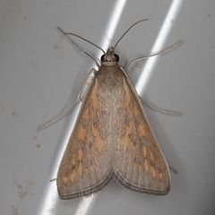Udea infuscalis