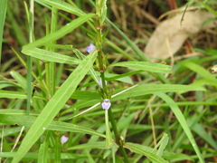 Hygrophila ringens