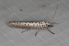 Yponomeuta fumigatus