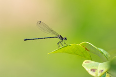 Onychargia atrocyana