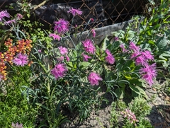 Dianthus seisuimontanus
