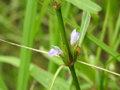 Hygrophila ringens