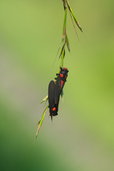 Huechys sanguinea