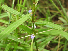Hygrophila ringens