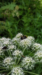 Bombus lucorum
