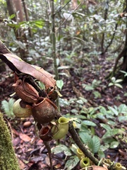 Nepenthes ampullaria