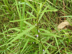 Hygrophila ringens