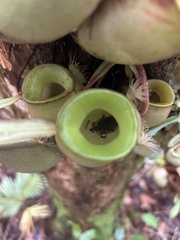 Nepenthes ampullaria