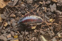 Drymaplaneta semivitta