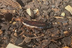 Drymaplaneta semivitta