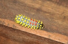Cyclosia papilionaris