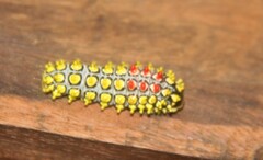 Cyclosia papilionaris