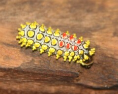 Cyclosia papilionaris