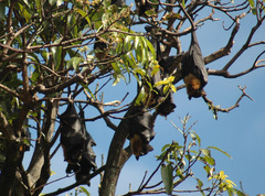 Pteropus conspicillatus