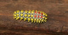 Cyclosia papilionaris