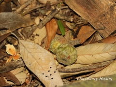 Lithocarpus amygdalifolius