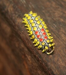 Cyclosia papilionaris