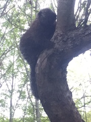 Erethizon dorsatum dorsatum