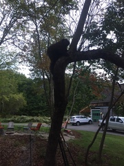 Erethizon dorsatum dorsatum