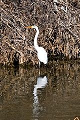 Ardea alba