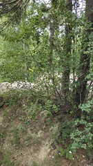 Amelanchier spicata