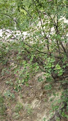 Amelanchier spicata