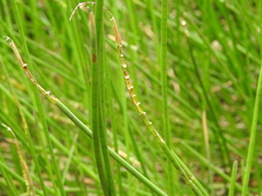 Eleocharis dulcis