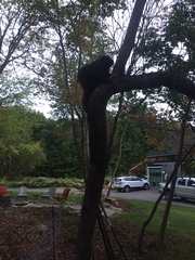 Erethizon dorsatum dorsatum